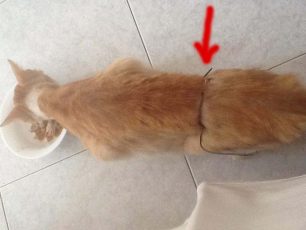 Λίνδος Ρόδου: Έδεσαν με σύρμα την κοιλιά της γάτας προκαλώντας της ανεπανόρθωτη βλάβη