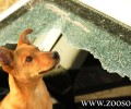 Θα έσπαγες το τζάμι του αυτοκινήτου για να σώσεις τον σκύλο που πεθαίνει από θερμοπληξία; (Βίντεο)