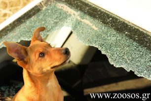 Θα έσπαγες το τζάμι του αυτοκινήτου για να σώσεις τον σκύλο που πεθαίνει από θερμοπληξία; (Βίντεο)