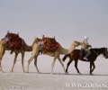 Καμήλες για βόλτες σε παραλία της Αχαΐας