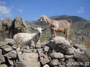 Χανιά: Σκότωσαν τα κατσίκια που θεωρήθηκαν υπεύθυνα για το τροχαίο