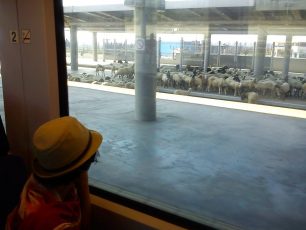 Σε τροχιά ανάπτυξης παρέα με τα πρόβατα στον Προαστιακό στην Κόρινθο