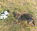 Γιαννιτσά: Τα παιδιά βοήθησαν την σκυλίτσα αλλά κάποιος εξαφάνισε τα κουτάβια της
