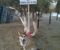 Σε παραλία στην Κίμωλο παράνομη πινακίδα που γράφει: «Απαγορεύονται γενικά όλα τα ζώα»