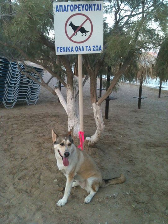 Σε παραλία στην Κίμωλο παράνομη πινακίδα που γράφει: «Απαγορεύονται γενικά όλα τα ζώα»