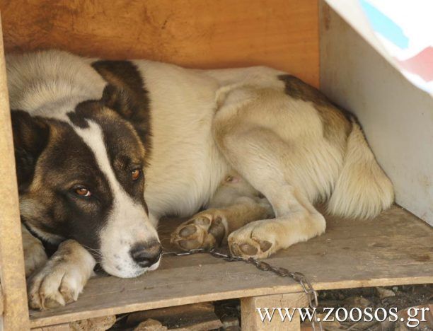 Καλαμάτα: Καταδίκασαν τον βοσκό που κακοποιούσε τους ποιμενικούς σκύλους του