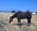 Ασπρόπυργος: Άλογο εκτεθειμένο στον ήλιο χωρίς τροφή