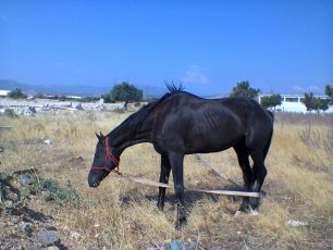 Ασπρόπυργος: Άλογο εκτεθειμένο στον ήλιο χωρίς τροφή