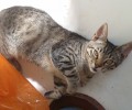 Χάθηκε γάτα στο Ηράκλειο Αττικής