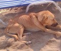 Σκελετωμένα σκυλιά εντοπίστηκαν στην παραλία της Αμνισού στο Ηράκλειο της Κρήτης