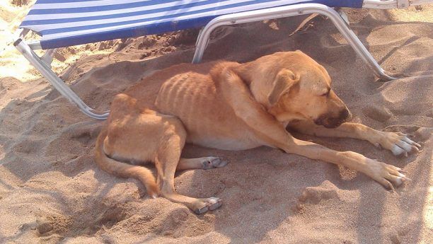 Σκελετωμένα σκυλιά εντοπίστηκαν στην παραλία της Αμνισού στο Ηράκλειο της Κρήτης