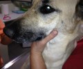 Βίασε σκυλίτσα στο Ολυμπιακό Χωριό στους Θρακομακεδόνες