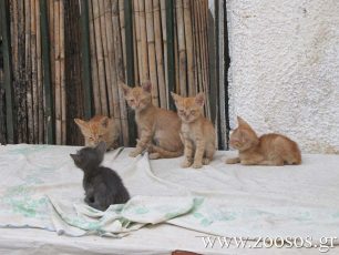 Αίγινα: Τέσσερα τυφλά γατάκια χρειάζονται βοήθεια!