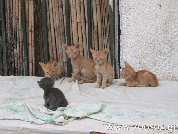 Αίγινα: Τέσσερα τυφλά γατάκια χρειάζονται βοήθεια!