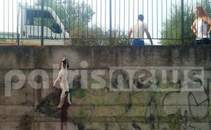 Αμαλιάδα: Κρέμασε τον σκύλο στα κάγκελα του σχολείου