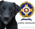Τα έγκλειστα σκυλιά αλληλοσπαράσσονται και ο Δήμος Αθηναίων αδιαφορεί!