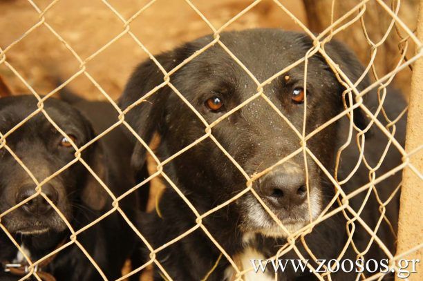 Δήμος Αρταίων: Πρωτοβουλία για τη δημιουργία διαδημοτικού καταφυγίου αδέσποτων ζώων