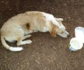 Φθιώτιδα: Πυροβόλησαν αδέσποτο  σκύλο στη Βασιλική Στυλίδας