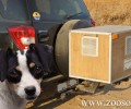Γρεβενά: Η κούτα έγινε κάσα για τα σκυλιά του κυνηγού που έσκασαν εκεί μέσα