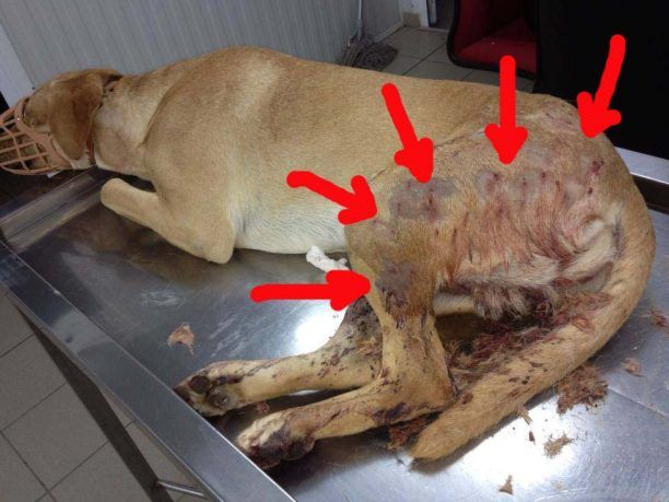 Λέσβος: Το κορμί του σκύλου γεμάτο σκάγια μετά τον πυροβολισμό