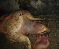 Νεκρή θαλάσσια χελώνα στη Νάξο