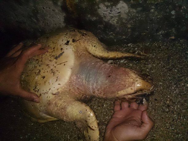 Νεκρή θαλάσσια χελώνα στη Νάξο