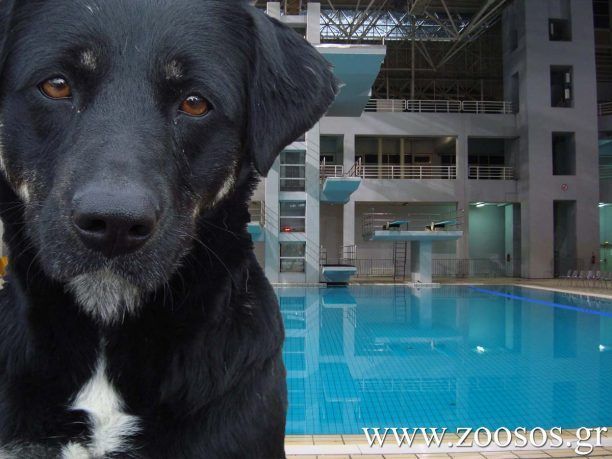 Βαγγέλης - Στέφανος Τζιβόπουλος: ο «χρυσός» πρωταθλητής που μίλησε για τα εγκλήματα εις βάρος των ζώων