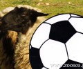 Θεσσαλονίκη: Θα θυσιάσουν στην Τούμπα πρόβατο από την ομάδα του Καζακστάν;