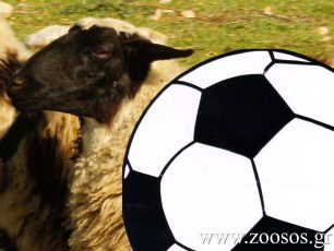 Θεσσαλονίκη: Θα θυσιάσουν στην Τούμπα πρόβατο από την ομάδα του Καζακστάν;