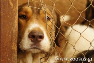 Με δικαστική απόφαση της ζητούν να πετάξει στο δρόμο τα 30 σκυλιά που φροντίζει στη Βελίνα Κορινθίας!