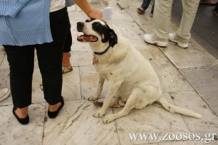 Π.Φ.Π.Ο.: Κλίμα πανικού και μίσους για τ’ αδέσποτα με αφορμή τη λύσσα από τα Υπουργεία