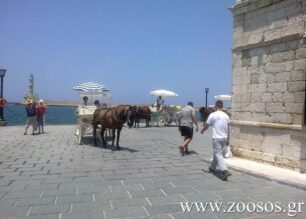 Χανιά: Καταγγελίες για τις συνθήκες διαβίωσης των αλόγων των αμαξάδων