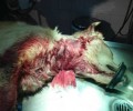 Χανιά: Έσφαξε τα δύο σκυλιά του με μαχαίρι στο Πασακάκι