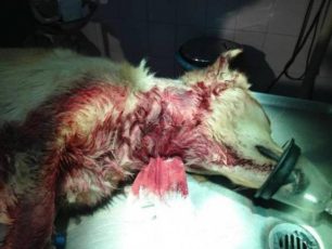 Χανιά: Καταδικάστηκε ο 50χρονος που μαχαίρωσε και σκότωσε τον σκύλο του!