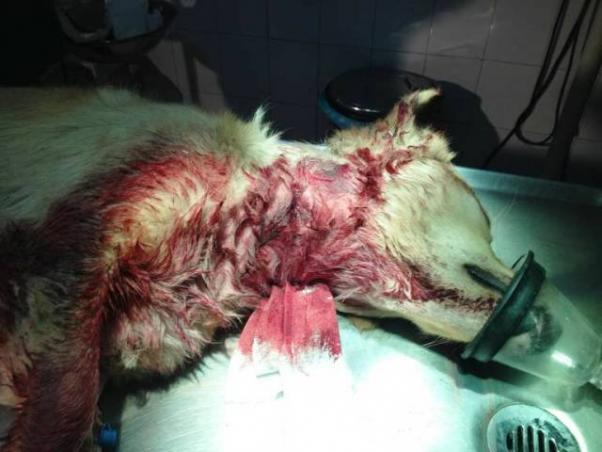 Στο Εφετείο Χανίων θα δικαστεί 19-6-2018 ο άνδρας που έσφαξε τον σκύλο του στο Πασακάκι Κρήτης το 2013