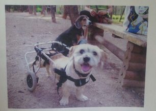 Αναβλήθηκε η δίκη του δράστη που άφησε ανάπηρο μετά από πυροβολισμό σκύλο στο Άνω Δαράτσο Χανίων (βίντεο)