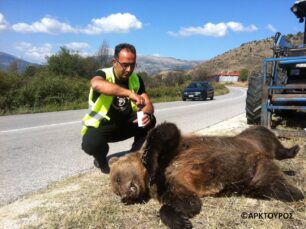Καστοριά: Άλλη μια ενήλικη θηλυκή αρκούδα νεκρή, χτυπημένη από όχημα