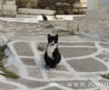 Θα φτιάξουν καταφύγιο για εγκαταλελειμμένα ζώα στην Αμοργό