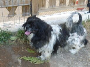 Βρήκε σκύλο καθαρόαιμο Πεκινουά στη λ. Μαρκοπούλου