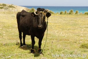 Παραγωγικά Ζώα: Τα αφανή θύματα της ανθρώπινης ασυδοσίας