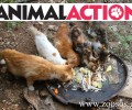 Η Animal Action στηρίζει τα Παιδικά Χωριά SOS & στειρώνει τις αδέσποτες γάτες που φροντίζουν στη Βάρη