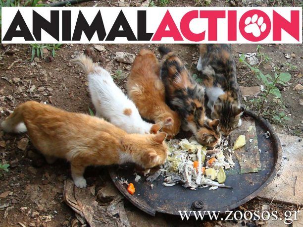 Δωρεάν στειρώσεις αδέσποτων γατιών από την ANIMAL ACTION