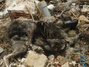Αρτέμιδα: Έχασε τον σκύλο της αλλά τον βρήκε νεκρό μετά από κακοποίηση
