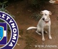 Αμαλιάδα: Καταδίκασαν τον δράστη που κρέμασε τον σκύλο του στην Κουρούτα