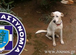 Αμαλιάδα: Καταδίκασαν τον δράστη που κρέμασε τον σκύλο του στην Κουρούτα