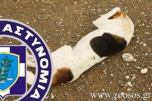 Ενημέρωσε την Αστυνομία για τον άνδρα που συστηματικά σκοτώνει σκυλιά με φόλες & άλλα ζώα με αεροβόλο στο Κοντομαρί Χανίων