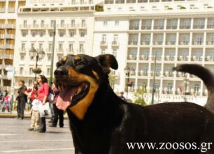 ΣΥ.ΡΙΖ.Α.: Η λύσσα είναι το πρόβλημα, όχι τα αδέσποτα!