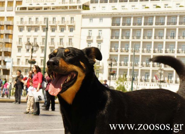 ΣΥ.ΡΙΖ.Α.: Η λύσσα είναι το πρόβλημα, όχι τα αδέσποτα!