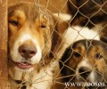 Π.Φ.Π.Ο.: Απαράδεκτες οι συνθήκες για τα σκυλιά στα περισσότερα Δημοτικά Κυνοκομεία