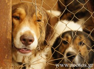 Π.Φ.Π.Ο.: Απαράδεκτες οι συνθήκες για τα σκυλιά στα περισσότερα Δημοτικά Κυνοκομεία